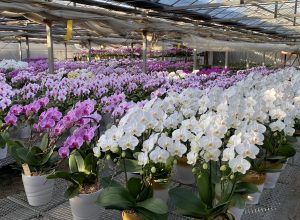 Happiness Agriculture Produces in Phalaenopsis Yards（胡蝶蘭栽培で農業が生み出す幸福）とは？