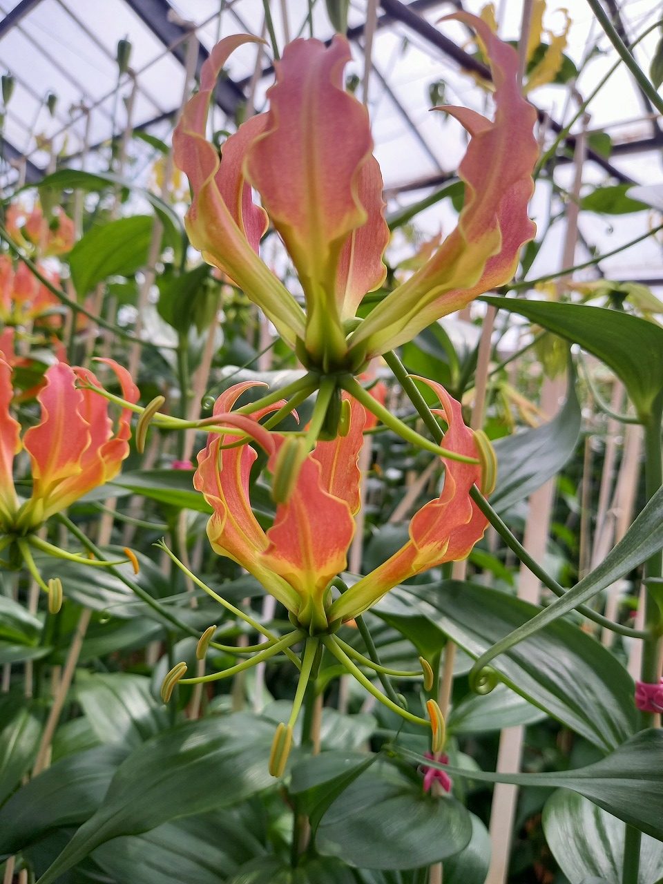 JA愛知みなみグロリオサ新品種 | 花まるごとサイト