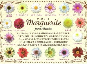 静岡鉢物マーガレットの歴史