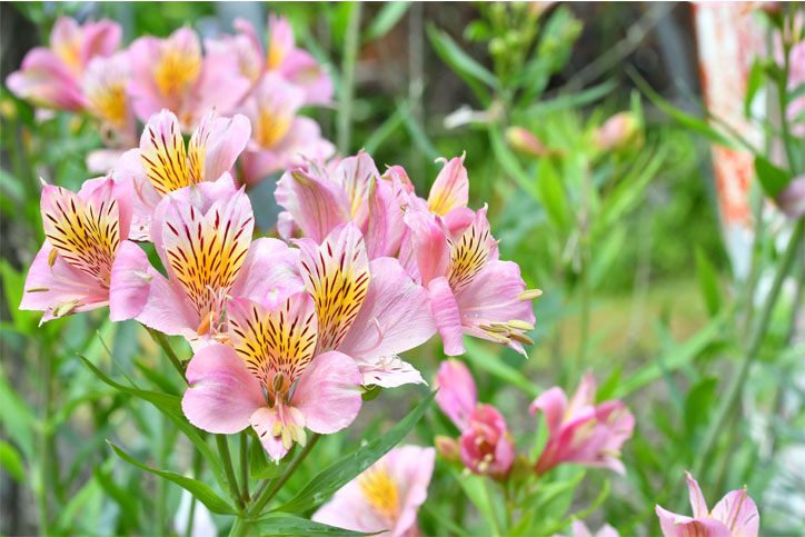 アルストロメリア初心者さん向けの上手な育て方 | 花まるごとサイト